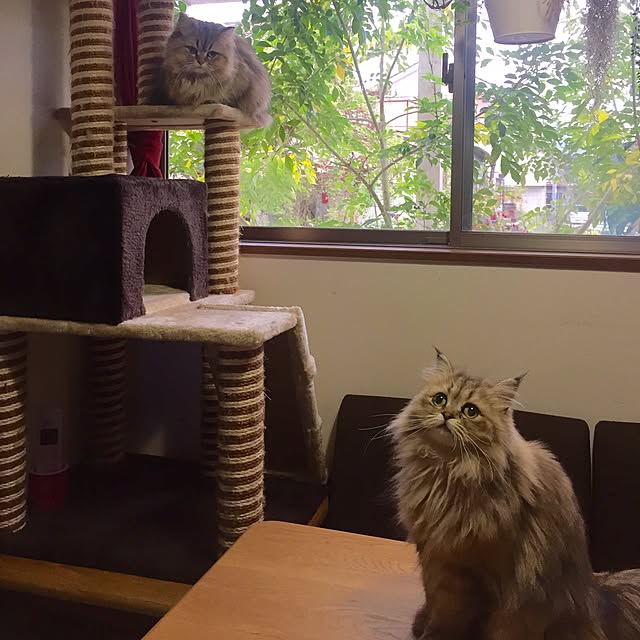 butachanさんの実例写真