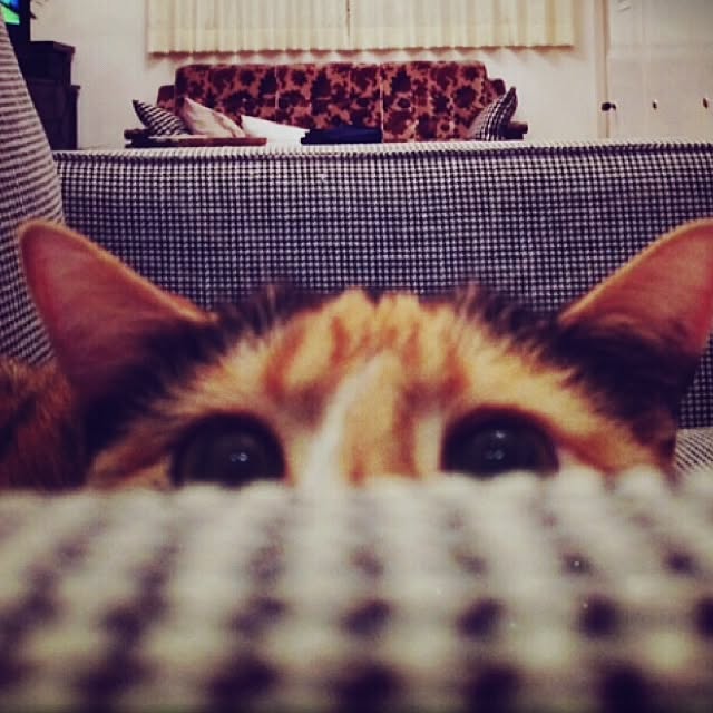 noririさんの実例写真