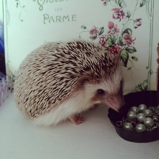 kuruさんの実例写真