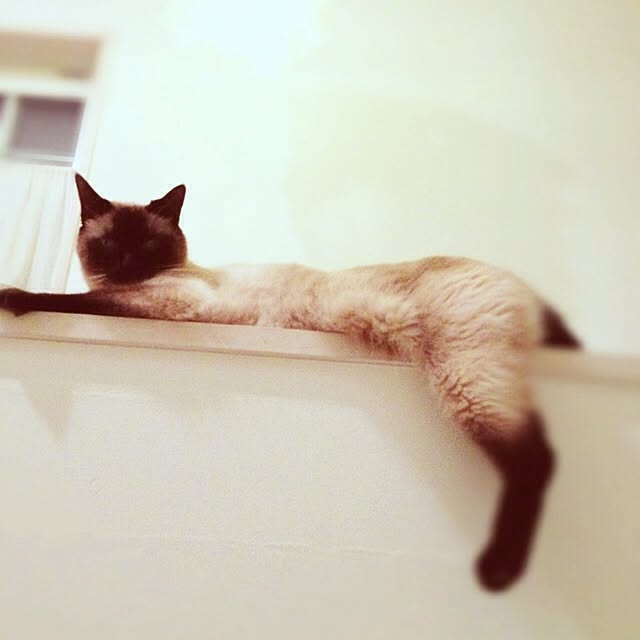 tomoさんの実例写真