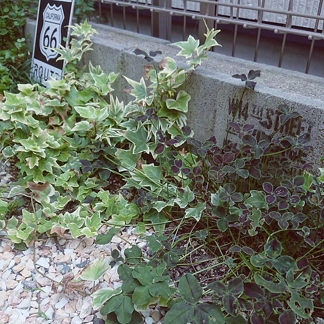 mayumiさんの実例写真