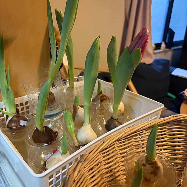 momoさんの実例写真