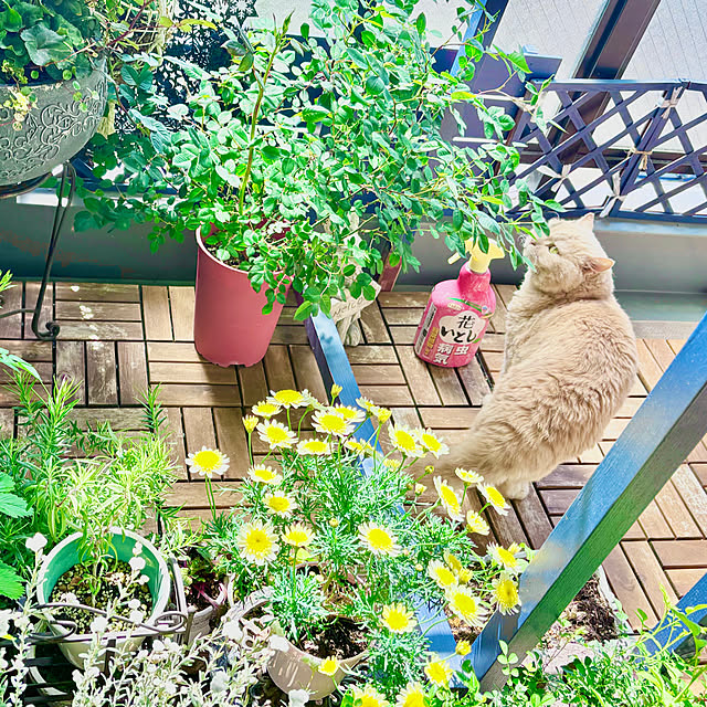 naokoさんの部屋