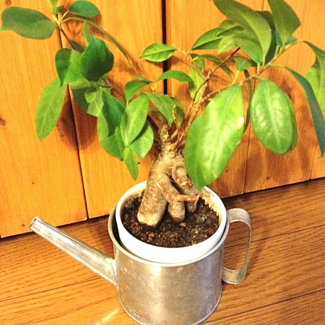 RumRaiginさんの実例写真