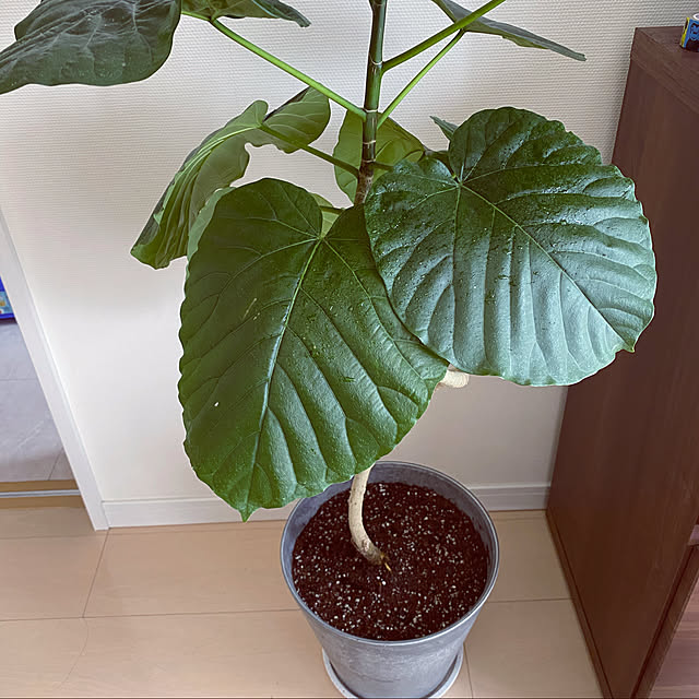 spicaさんの実例写真