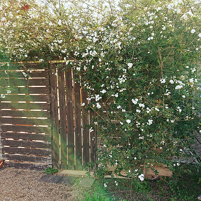 masayoさんの実例写真