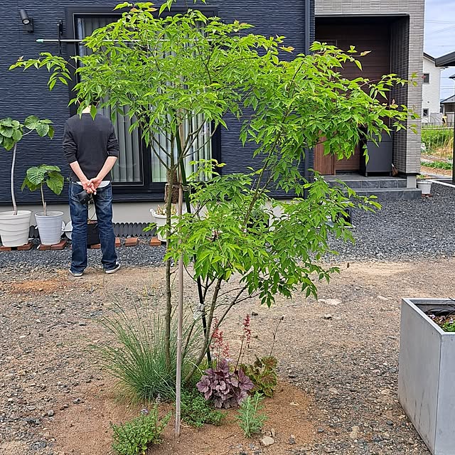 現品発送】アオダモ 株立ち樹高1.3-1.6m(根鉢含まず)シンボル 現品発送】アオダモ 株立ち樹高1.3-1.6m(根鉢含まず)シンボル