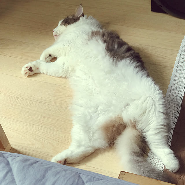 masakoさんの実例写真