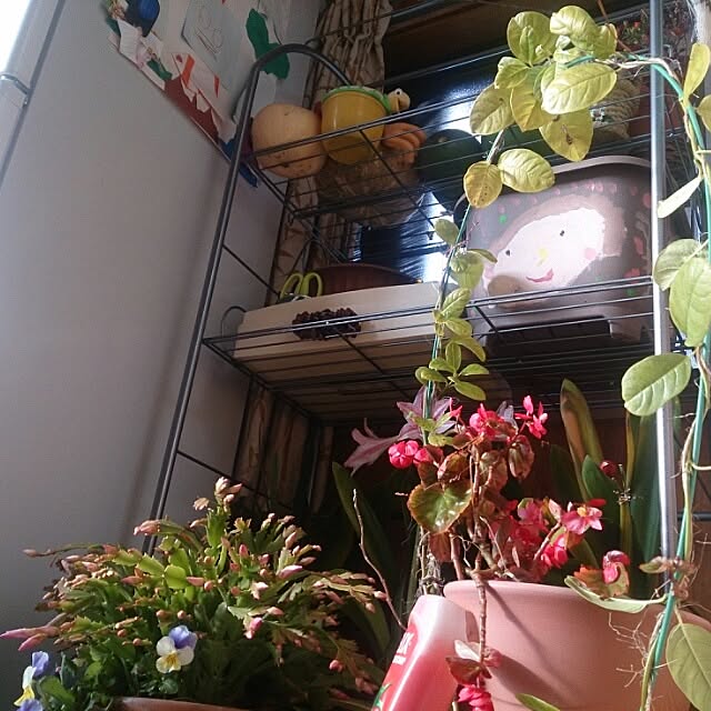 kikuさんの実例写真