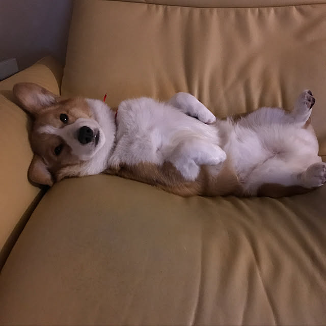 mocchanさんの実例写真