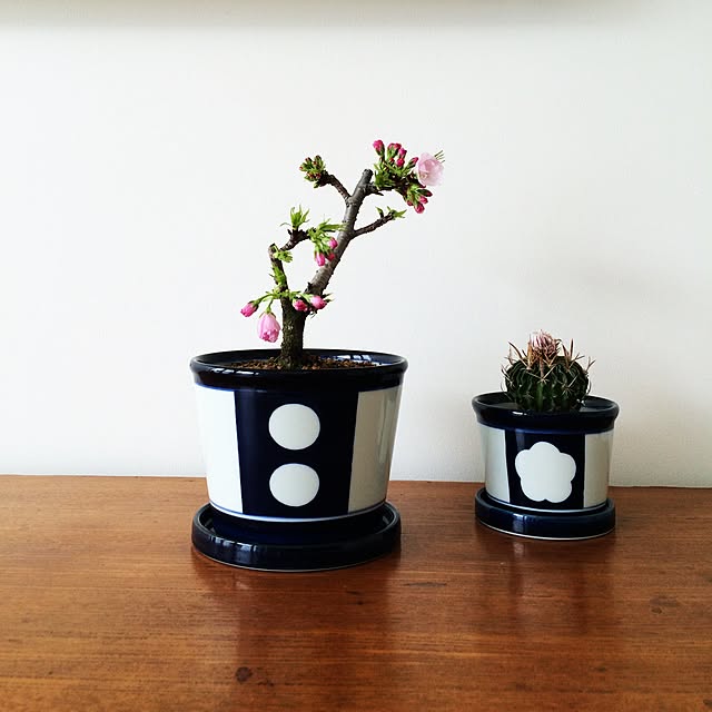 Shinjiさんの実例写真