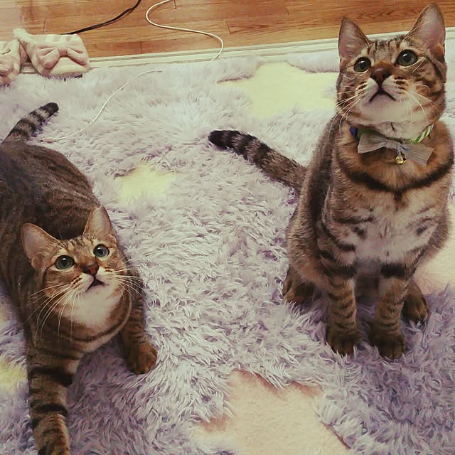 poniさんの実例写真