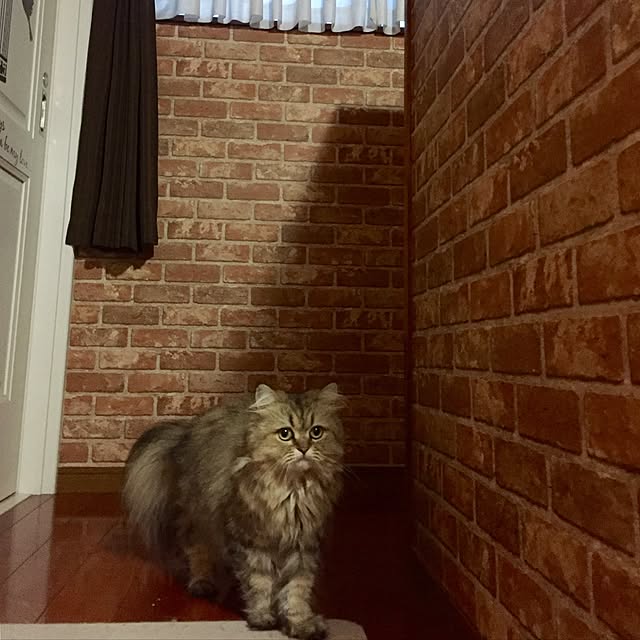 butachanさんの実例写真