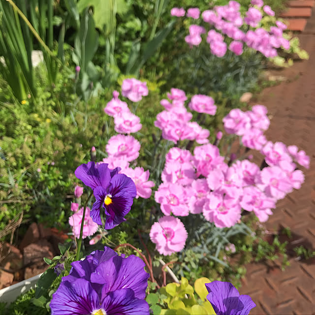 **yuu**さんの実例写真