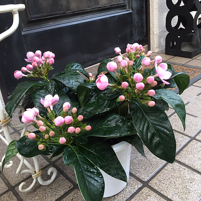 akkoさんの実例写真