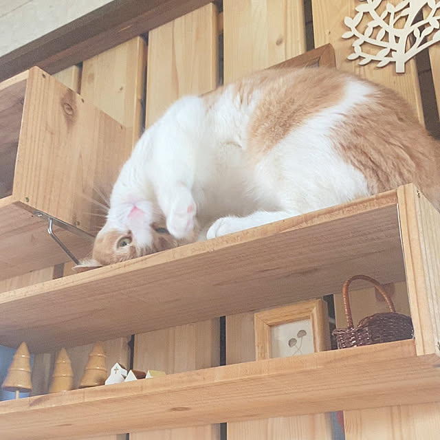 mintteaさんの実例写真