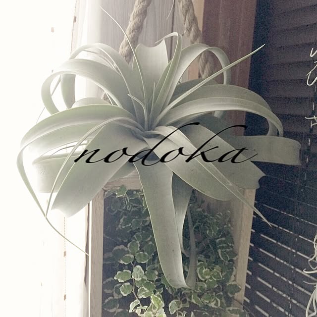 nodokaさんの実例写真