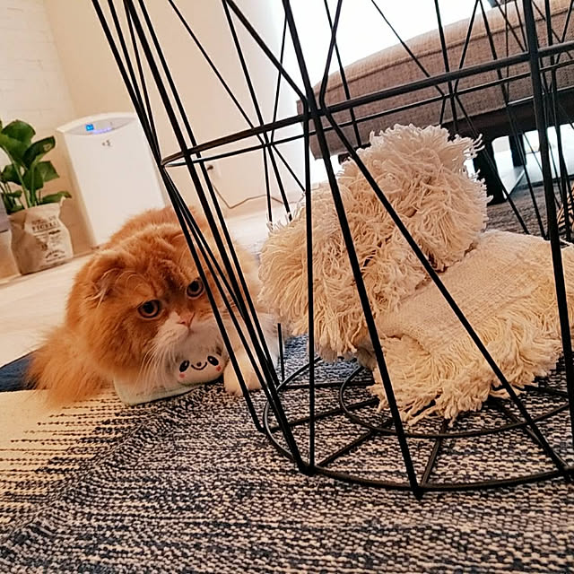 Arahimaさんの実例写真