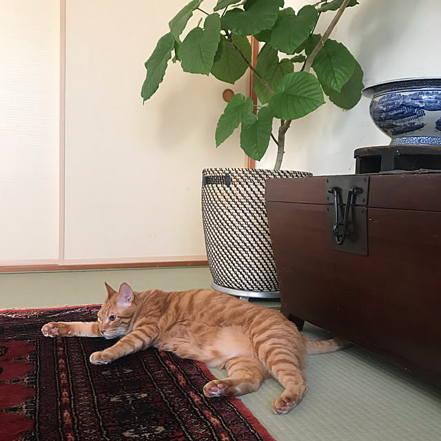 derazouさんの実例写真
