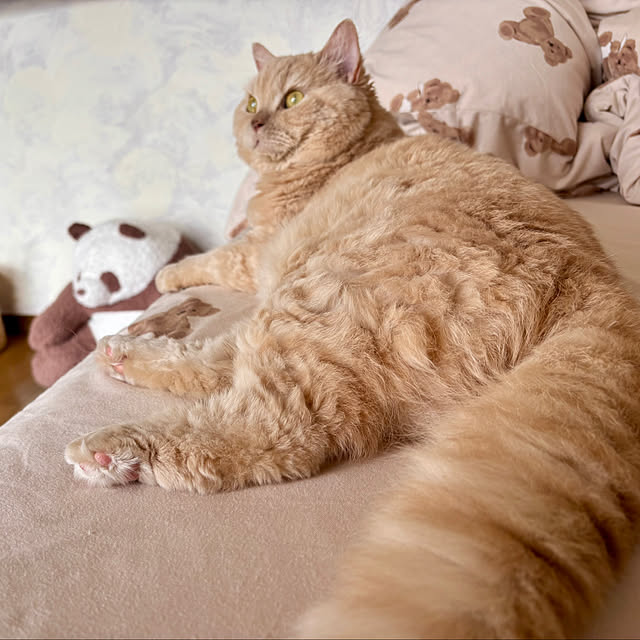 naokoさんの実例写真