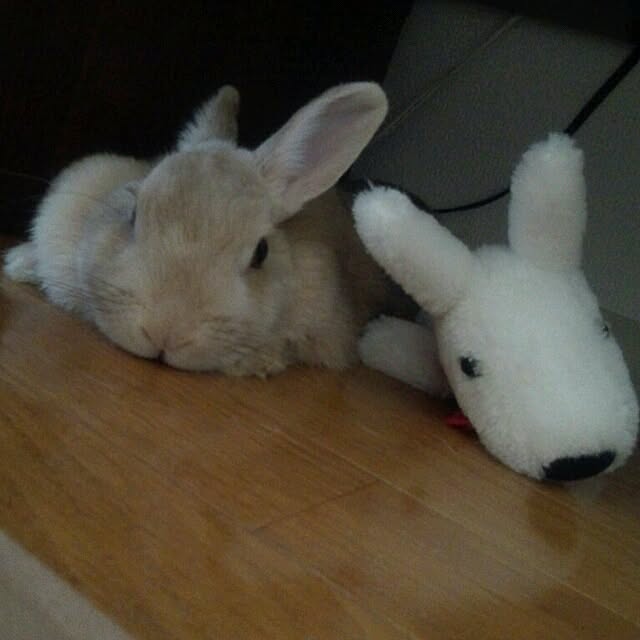 atkさんの実例写真