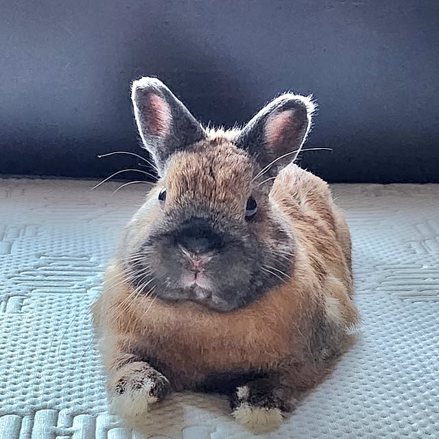 yacciさんの実例写真