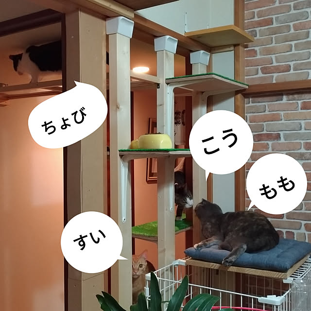 daiさんの実例写真