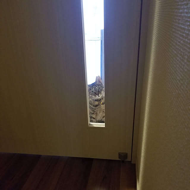 玄関/入り口/保護猫/ねこのいる日常/ねこと暮らす/やっぱり猫が好き...などのインテリア実例 - 2020-10-11 22:34:05
