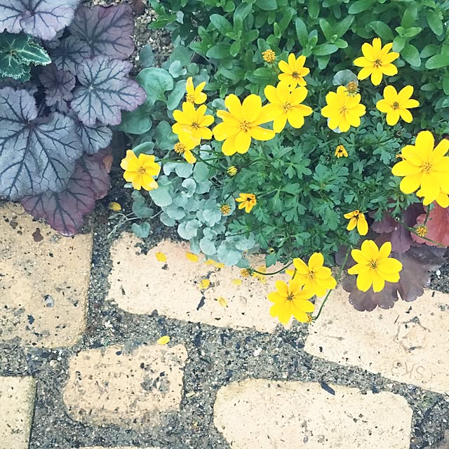 cocco0505さんの実例写真