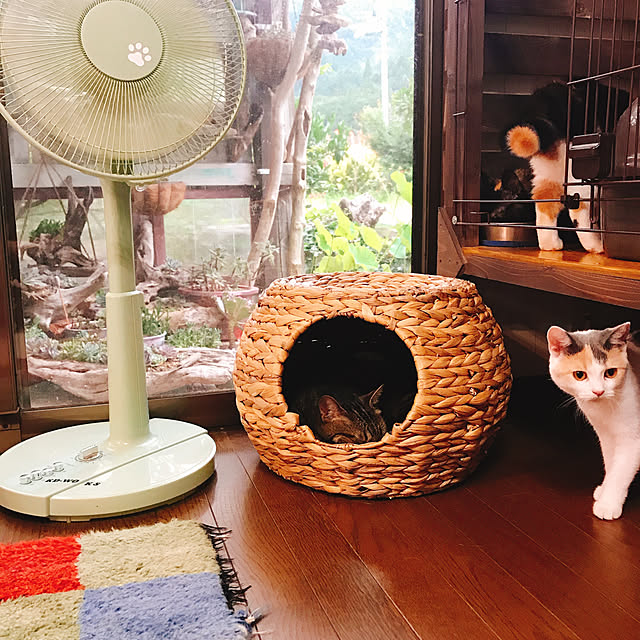 pepeさんの実例写真
