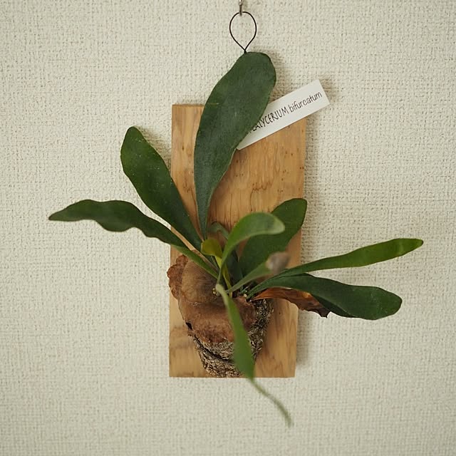 taeraさんの部屋