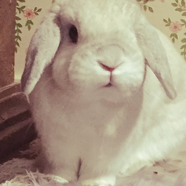 amelieさんの実例写真