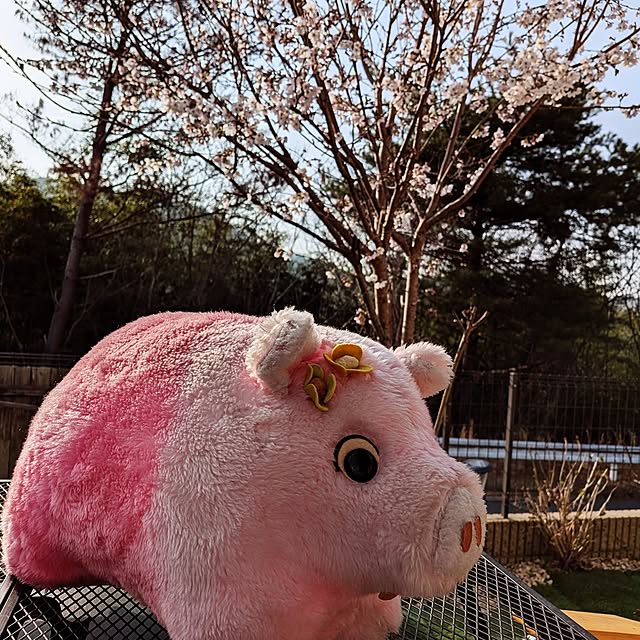 umeboshicyanさんの実例写真