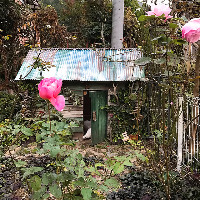 pepeさんの実例写真