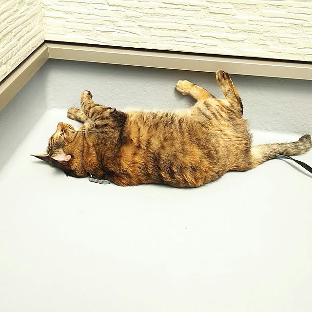 Yukoさんの実例写真