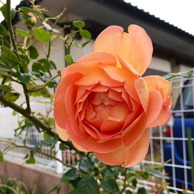 Shinさんの実例写真