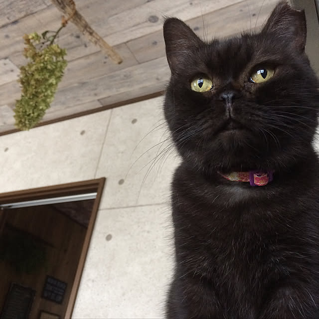 annさんの実例写真