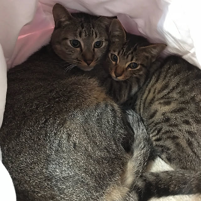 pepeさんの実例写真