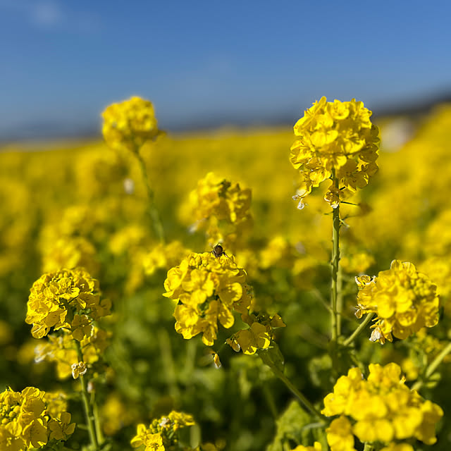 sakakenさんの部屋