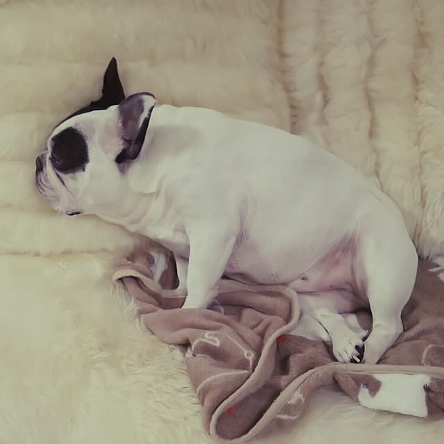 panchobiさんの実例写真