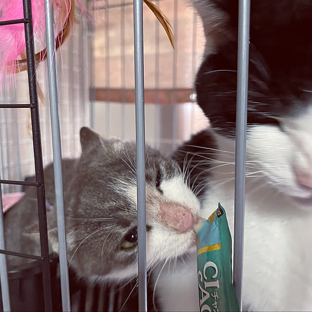 nekosamaさんの実例写真