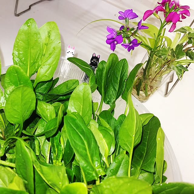 katさんの実例写真