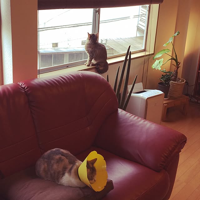 Akikoさんの実例写真