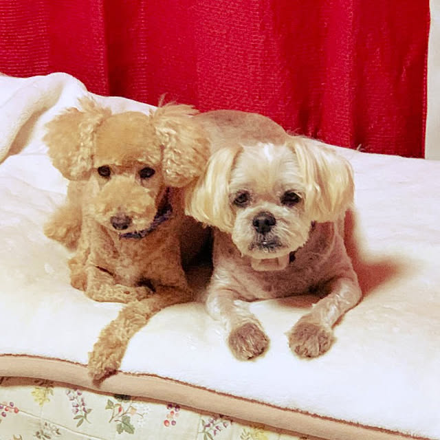 kumutanさんの実例写真