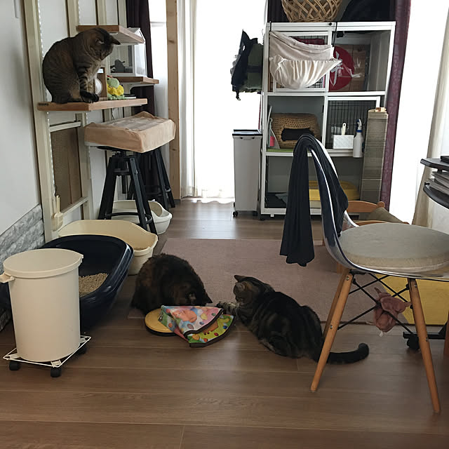 mikomaruさんの実例写真