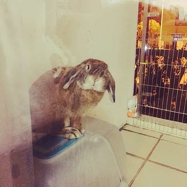 MARIさんの実例写真