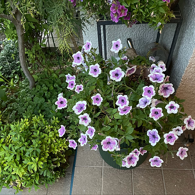 mamizaさんの実例写真