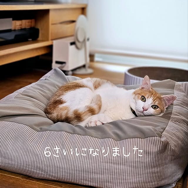 koyurizuさんの部屋