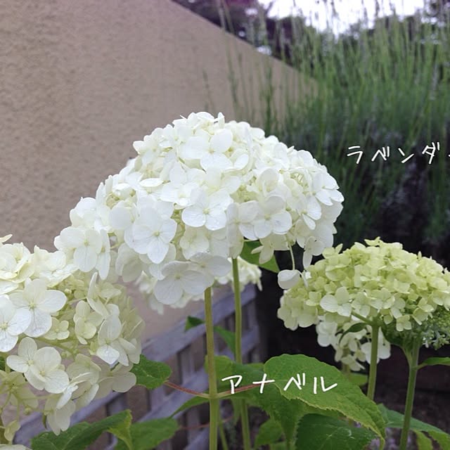 yomogiさんの実例写真