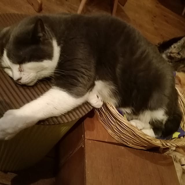 Maki-nekomamireさんの実例写真